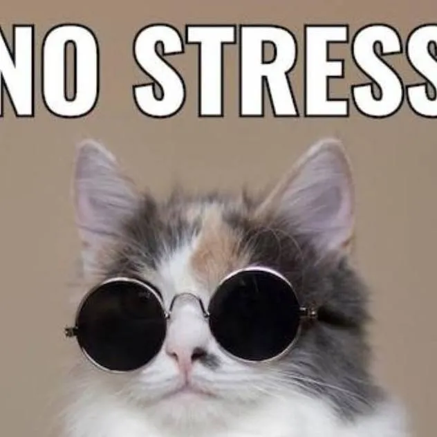 chat with ai character: a cool cat