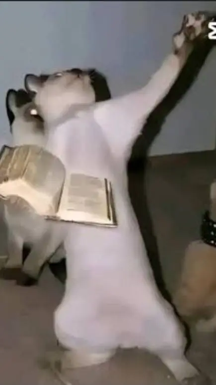 ai character: priest cat background