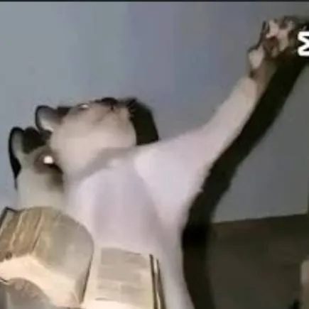 chat with ai character: priest cat