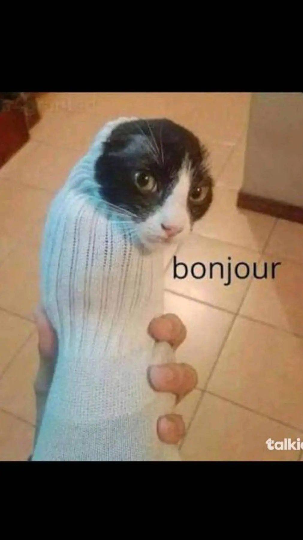 ai character: sock cat background