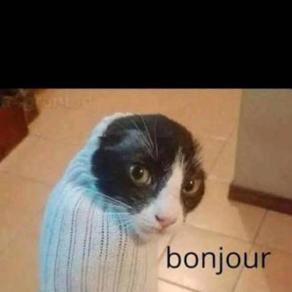 chat with ai character: sock cat