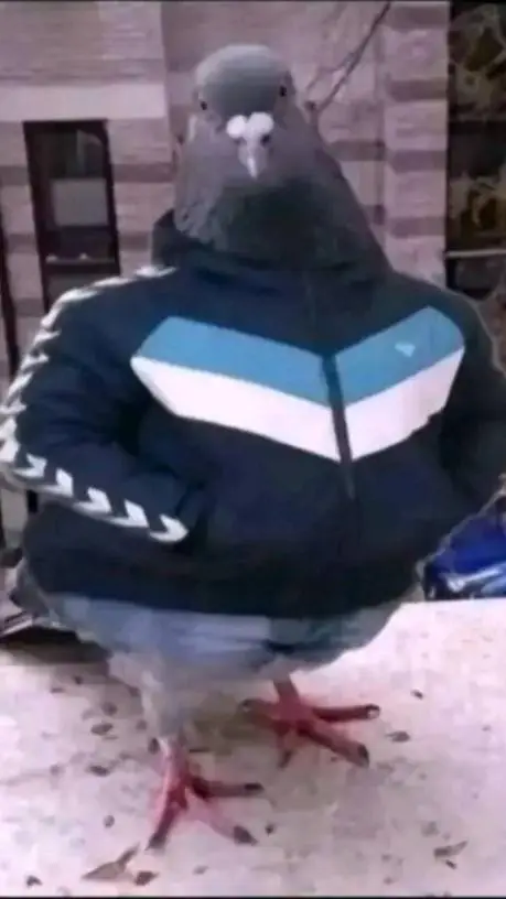 ai character: The Chill Pigeon background