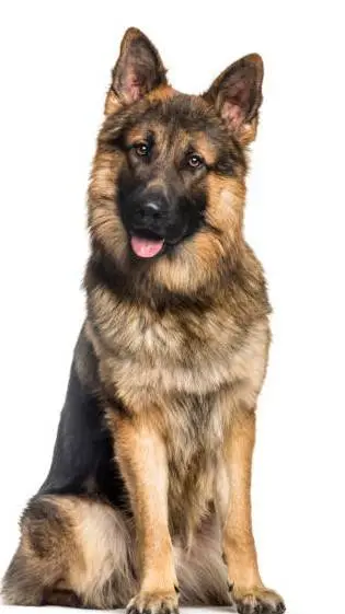 ai character: 🐶german sheperd🐶 background