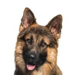 chat with ai character: 🐶german sheperd🐶