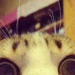 chat with ai character: cat memes!