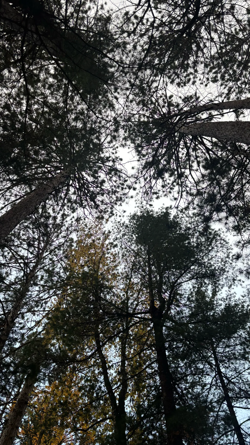 ai character: Lost background