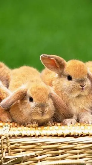 ai character: skz are bunnies background