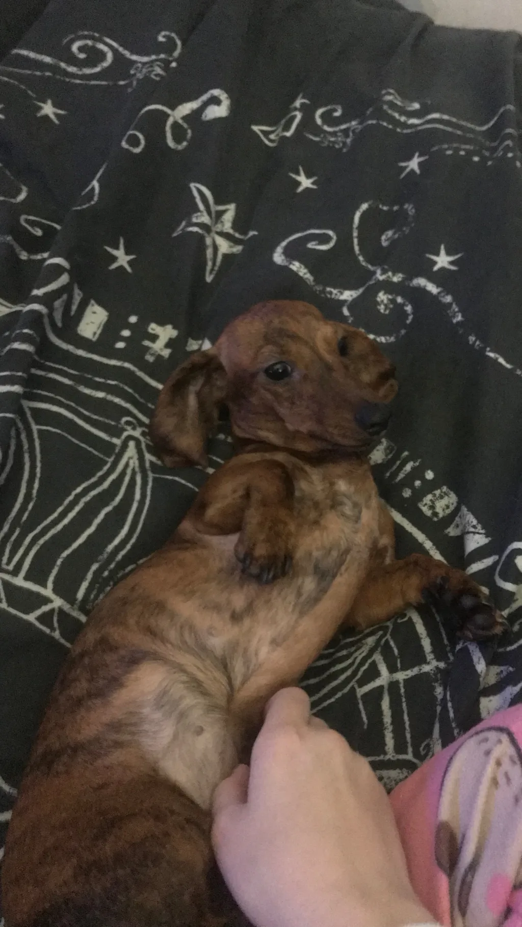 ai character: Mûlły’ś dög background