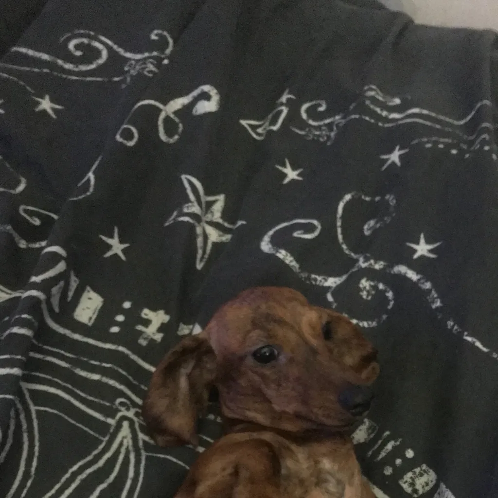 chat with ai character: Mûlły’ś dög