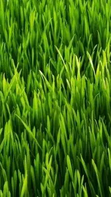 ai character: TOUCH GRASS BRO 💀💀 background