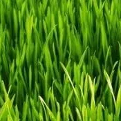 chat with ai character: TOUCH GRASS BRO 💀💀