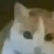 chat with ai character: gatito carajo