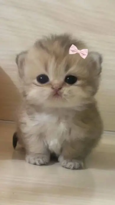Talkie AI - Chat with kitty