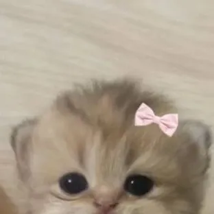 chat with ai character: kitty