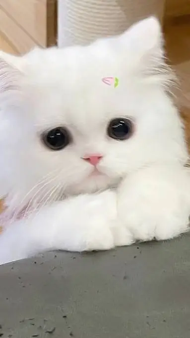ai character: kitty background