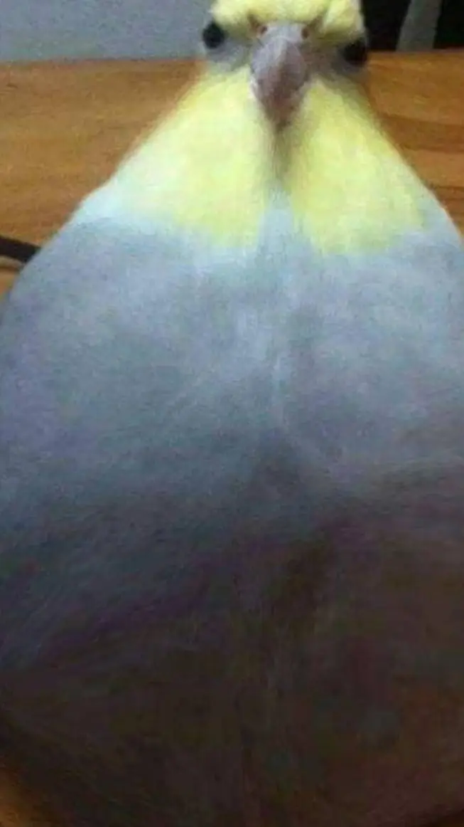 ai character: el pajaro eterno background