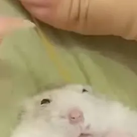 chat with ai character: gassy hamster 