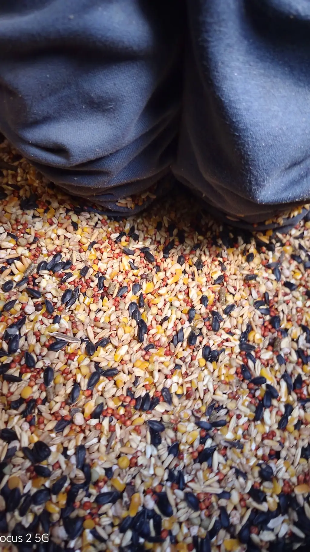 Talkie AI - Chat with chicken food