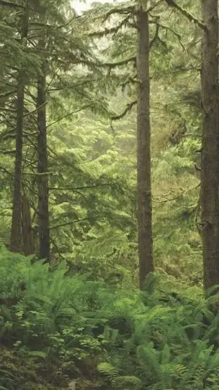 ai character: Pine national Park background