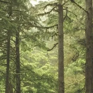 chat with ai character: Pine national Park