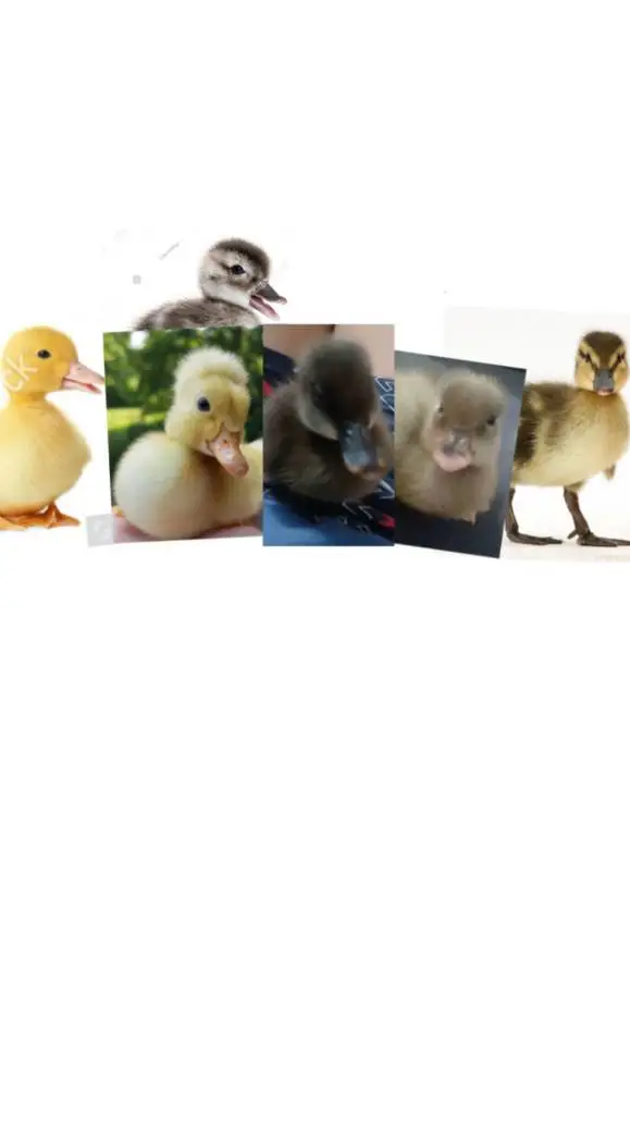 Talkie AI - Chat with  Duckling gang ☆