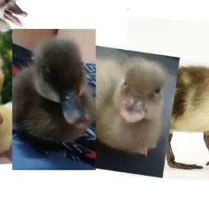 chat with ai character:  Duckling gang ☆