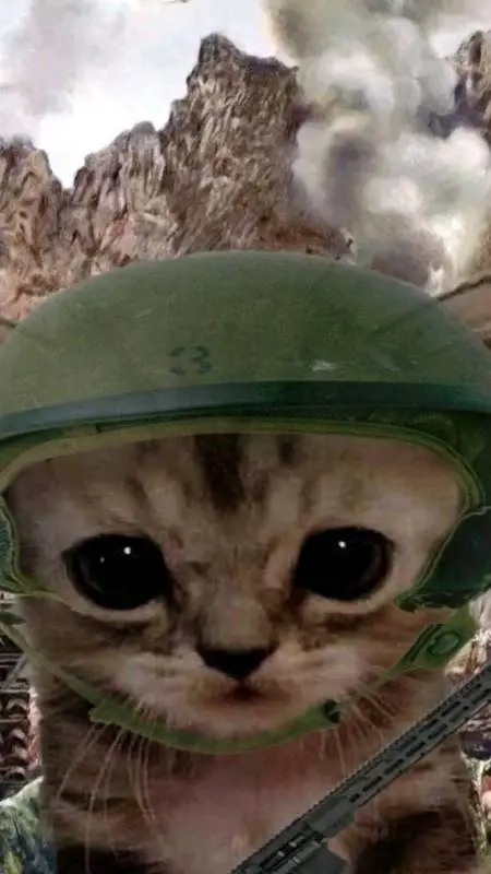 Talkie AI - Chat with Gatinho Militar 🇵🇹