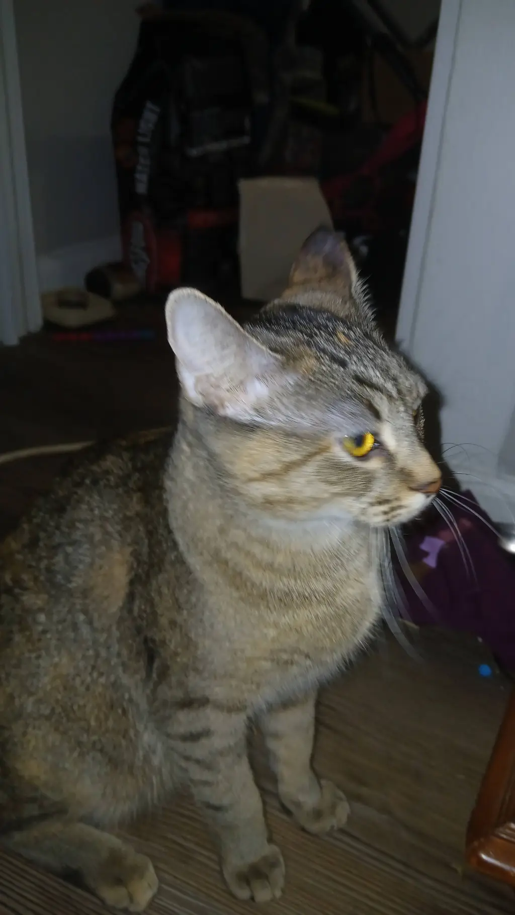 ai character: kitty background