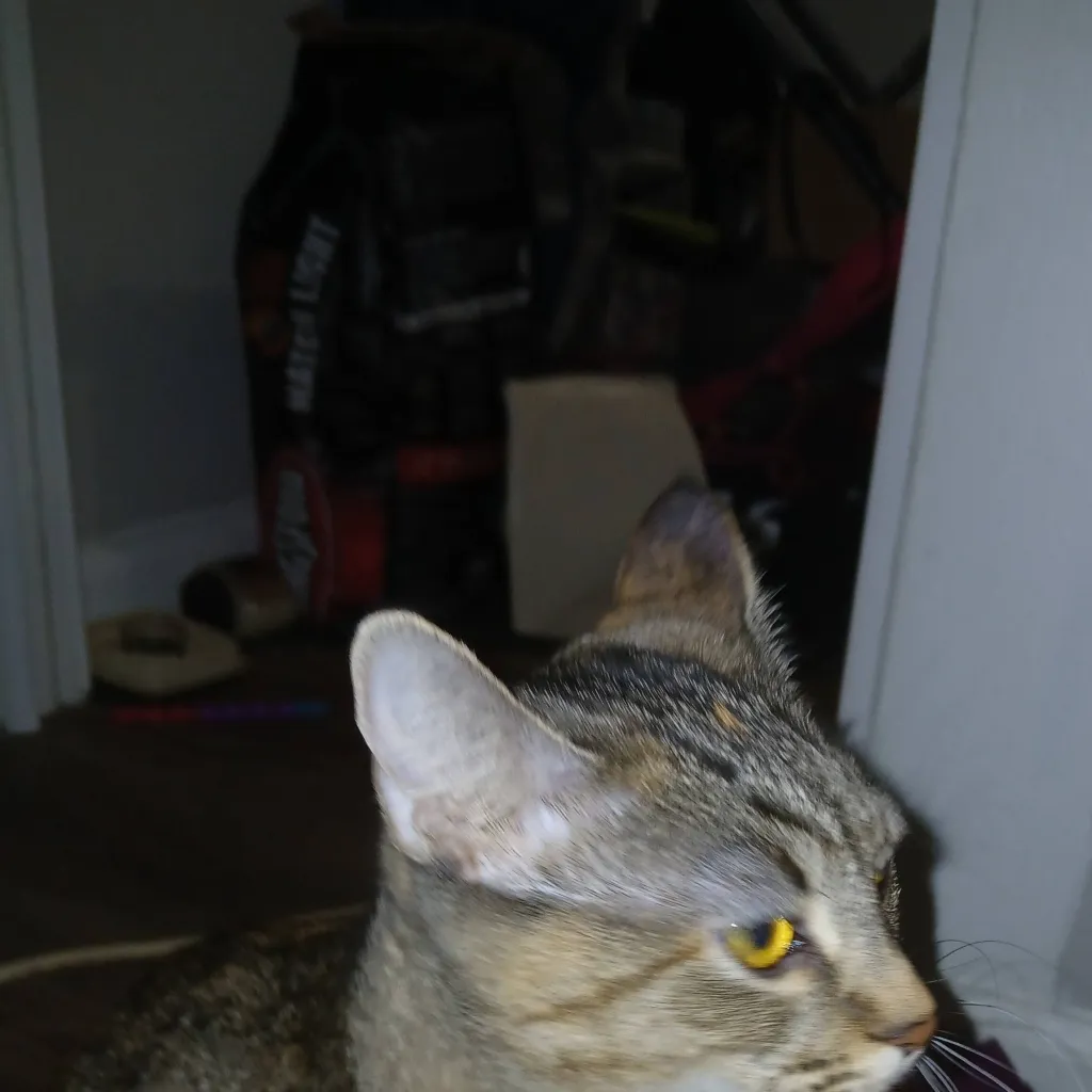 chat with ai character: kitty