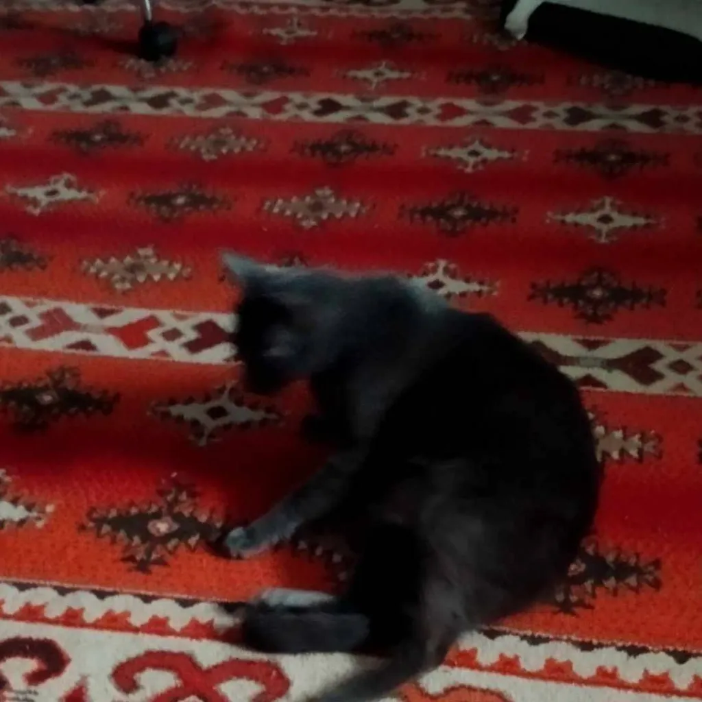 chat with ai character: picur ❤