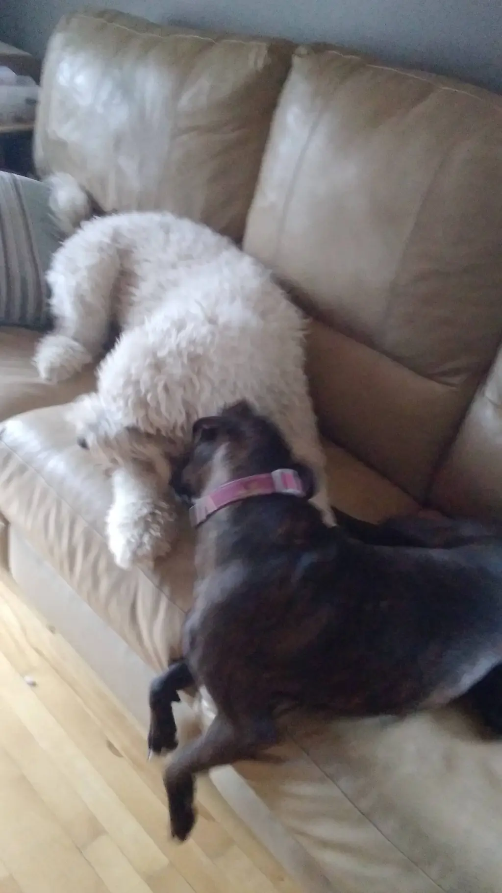 ai character: sabrina carpenter  background