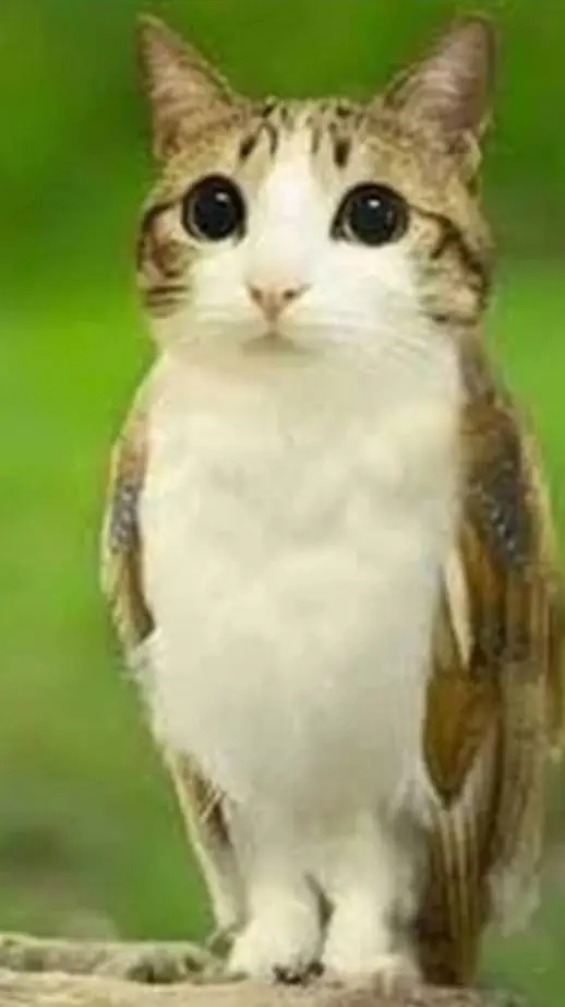 ai character: meowl background