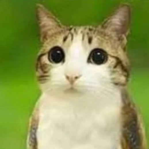 chat with ai character: meowl