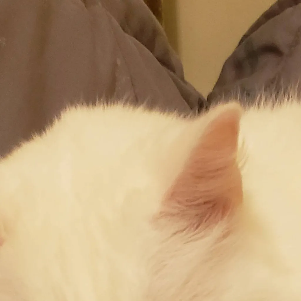 chat with ai character: Angy Kitty