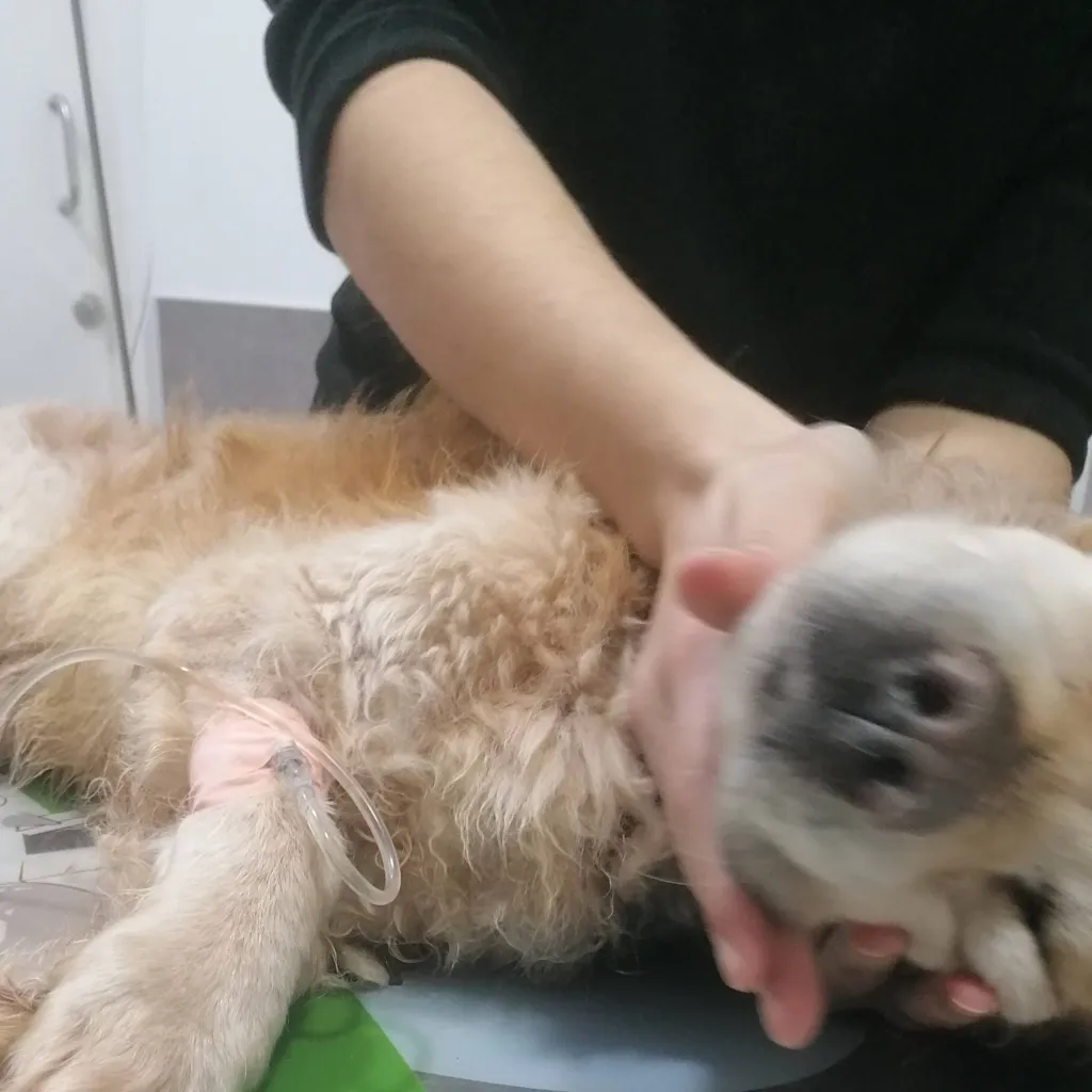 chat with ai character: R.I.P. Pablo🕊