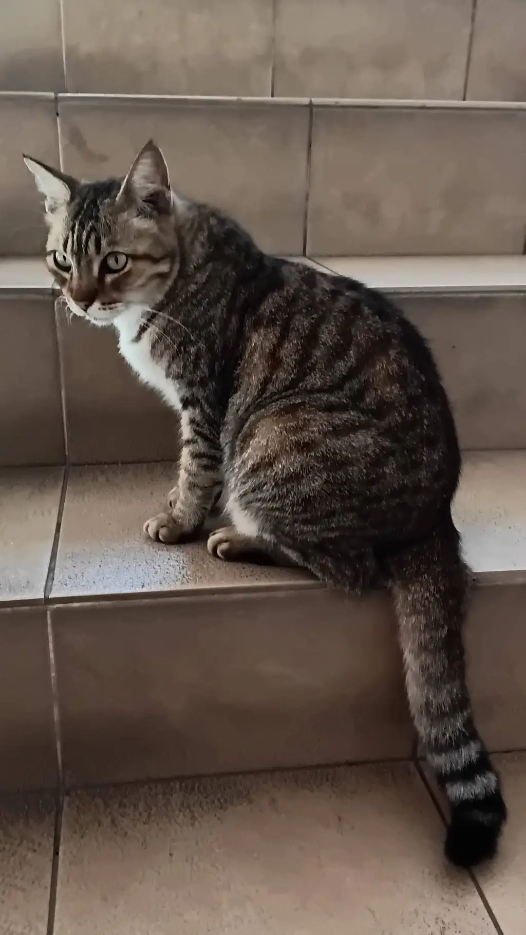 ai character: Sus Cat background