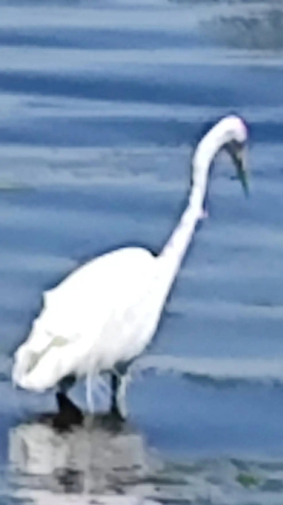 ai character: Vlad4$$ background