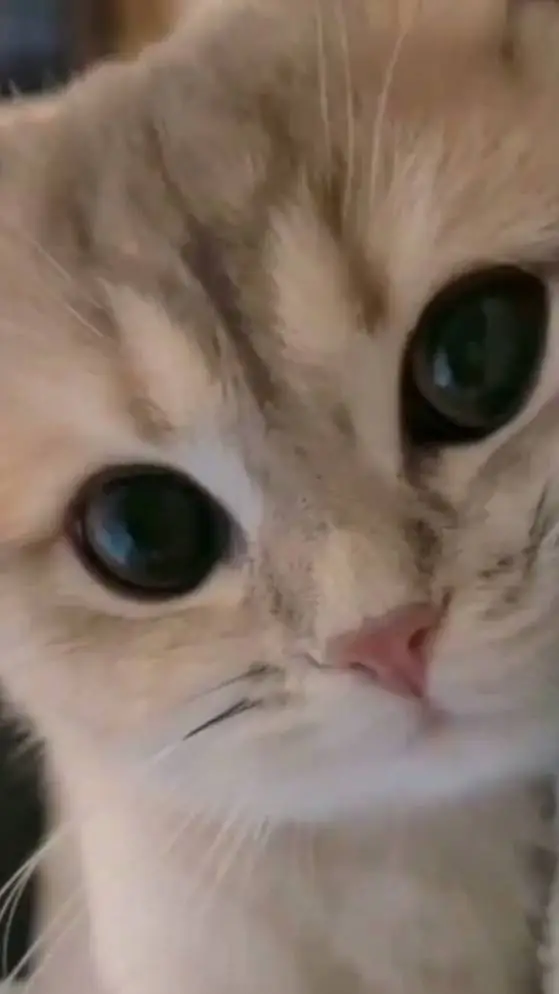 ai character: phone ai background