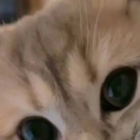 chat with ai character: phone ai