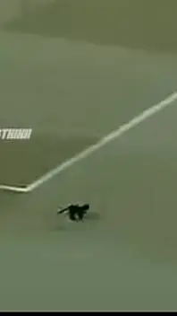 ai character: gato futbolista background