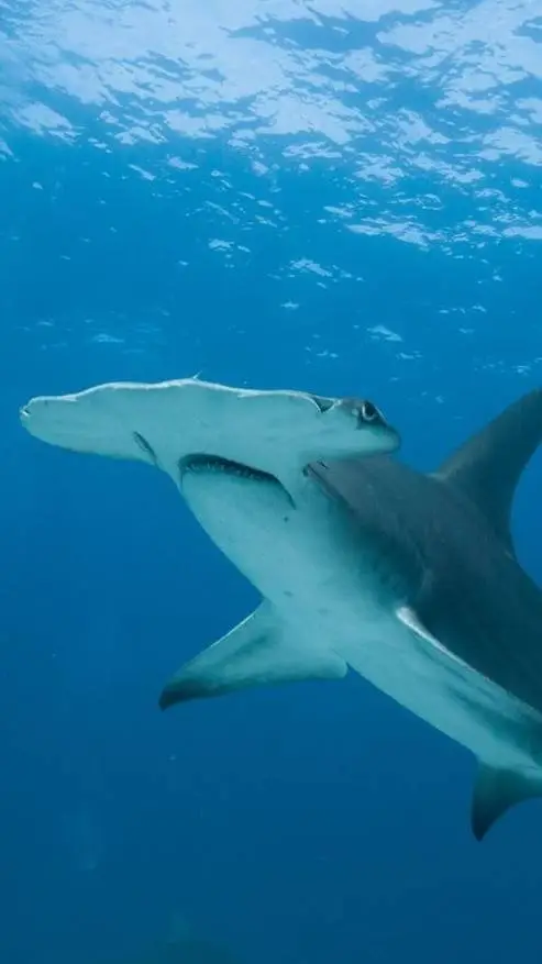 ai character: Sharky background