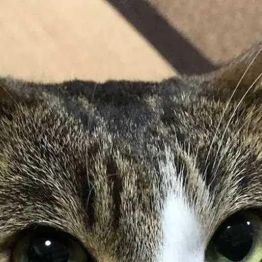 chat with ai character: Gato vago