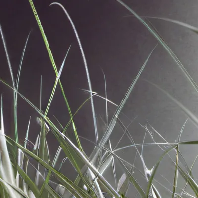 chat with ai character: Grass 