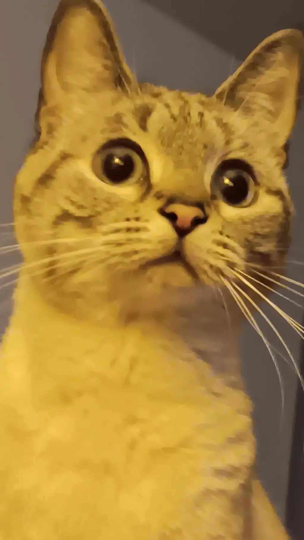 chat-with-luna-the-cat-text-or-voice-enjoy-ai-chat-free-safe
