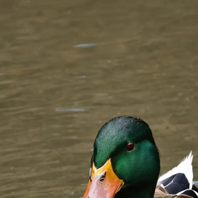 chat with ai character: im a duck