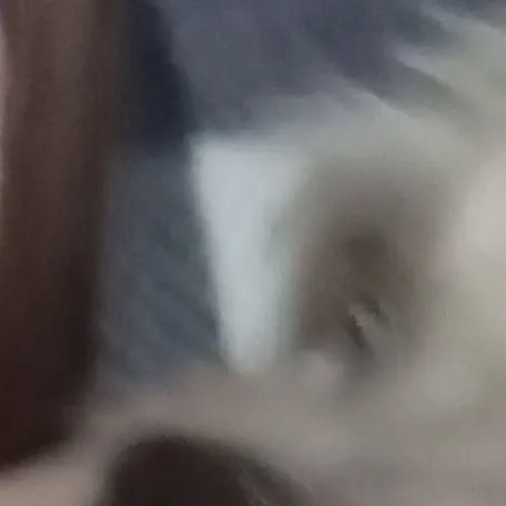 chat with ai character: my dog(Ticsi)