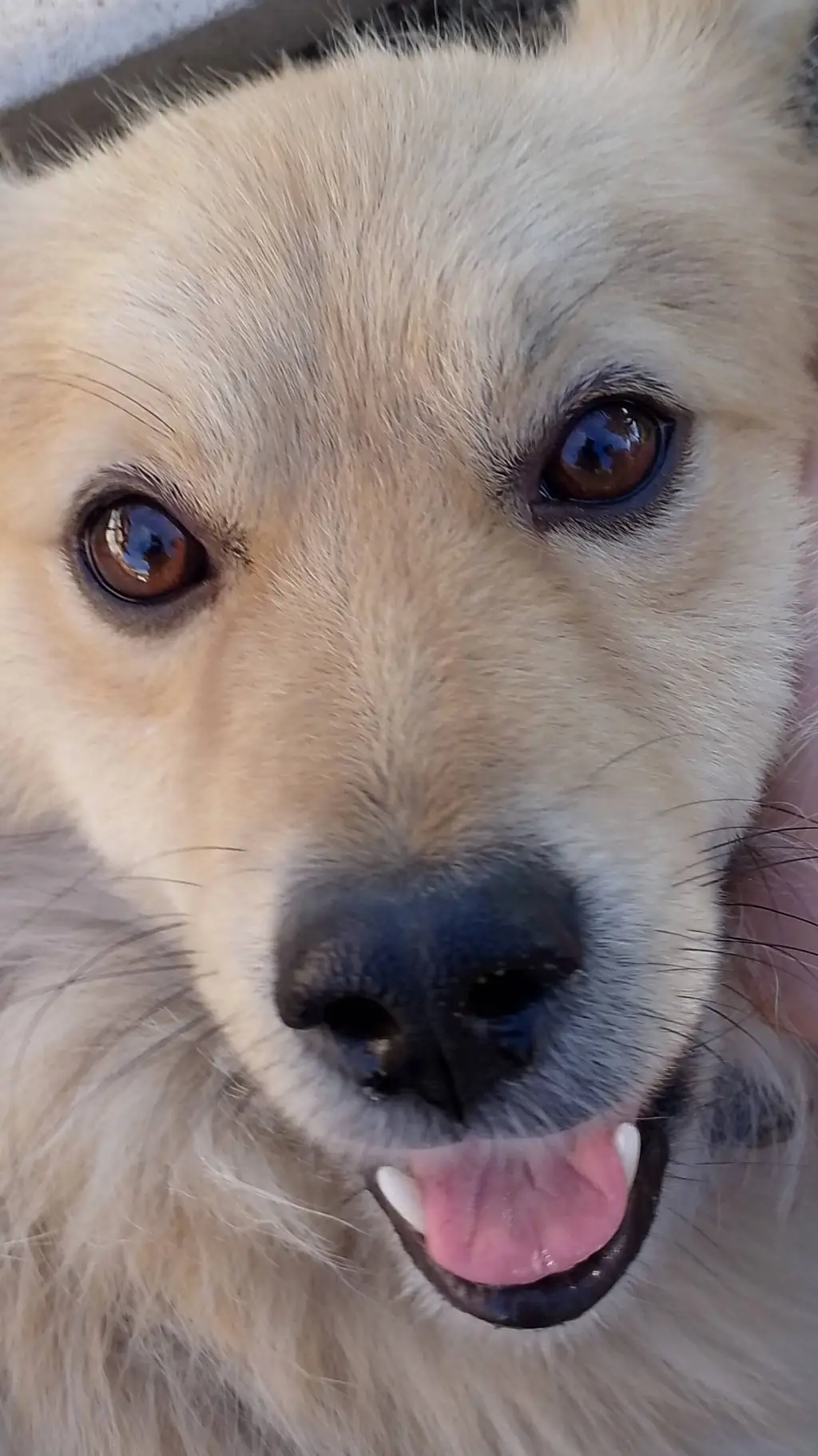 ai character: My dog (Borbaciov) background