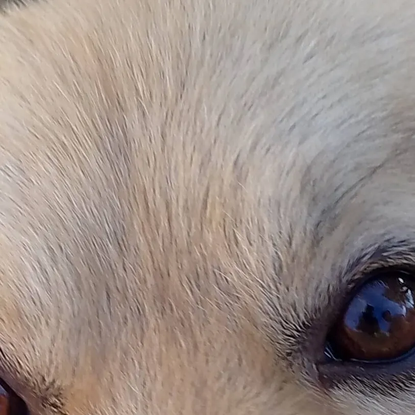 chat with ai character: My dog (Borbaciov)