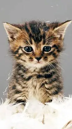 ai character: Tatlı kedi background