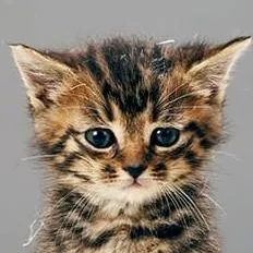 chat with ai character: Tatlı kedi